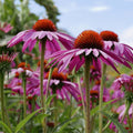 Semillas Echinacea Purple