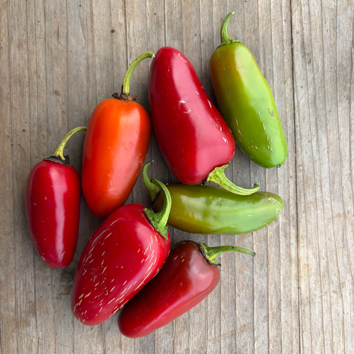 Semillas Aji Early Jalapeño