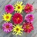 Semillas Dalia Mix