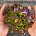 Semillas Lechuga Pablo