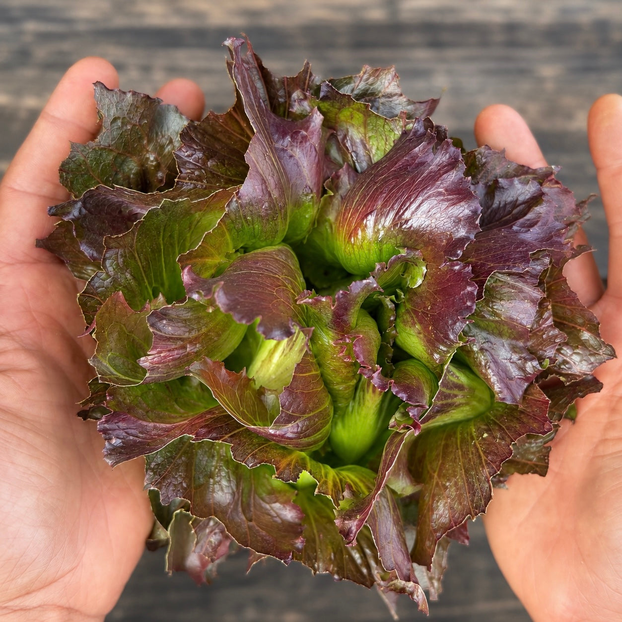 Semillas Lechuga Pablo