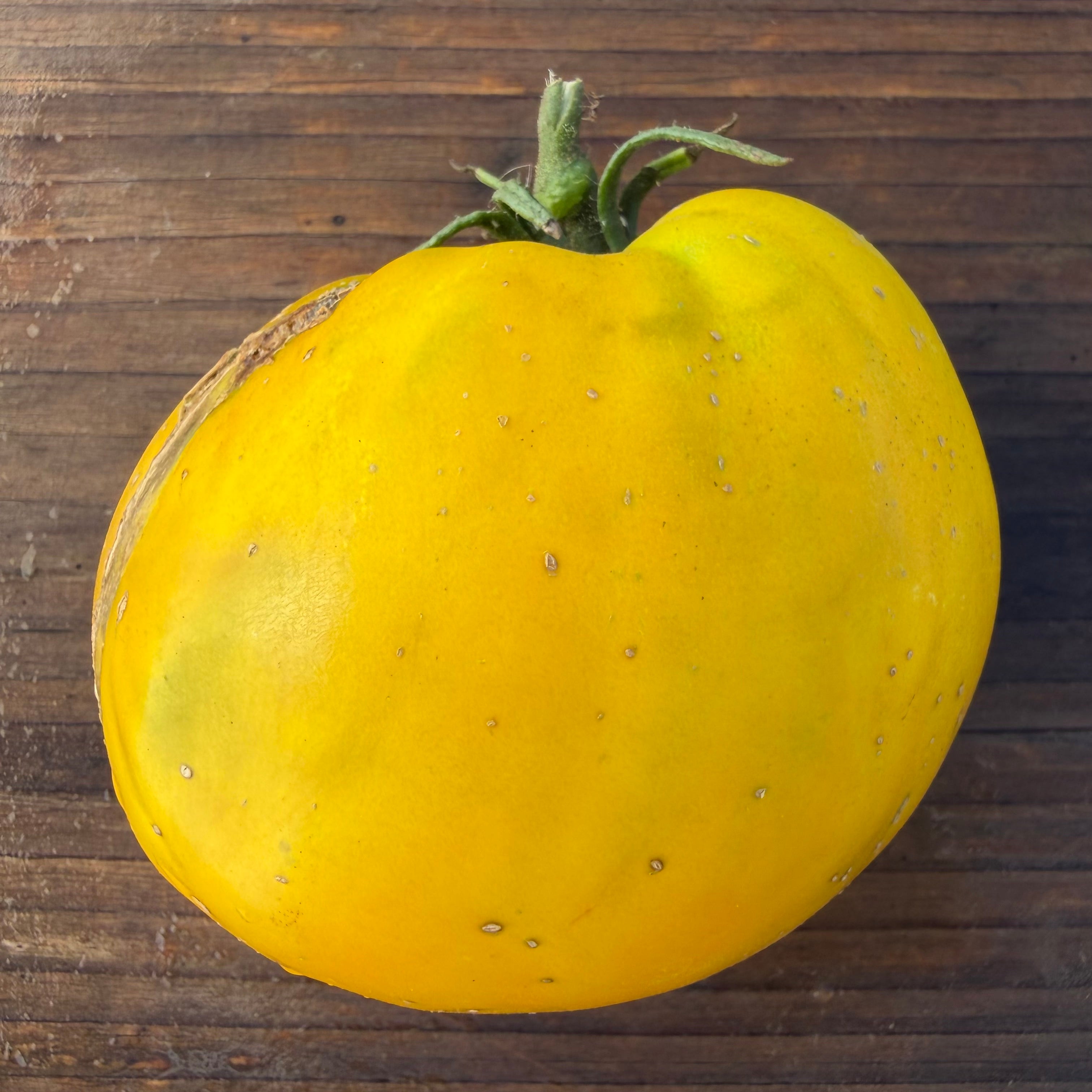 Semillas Tomate Golden King Siberian