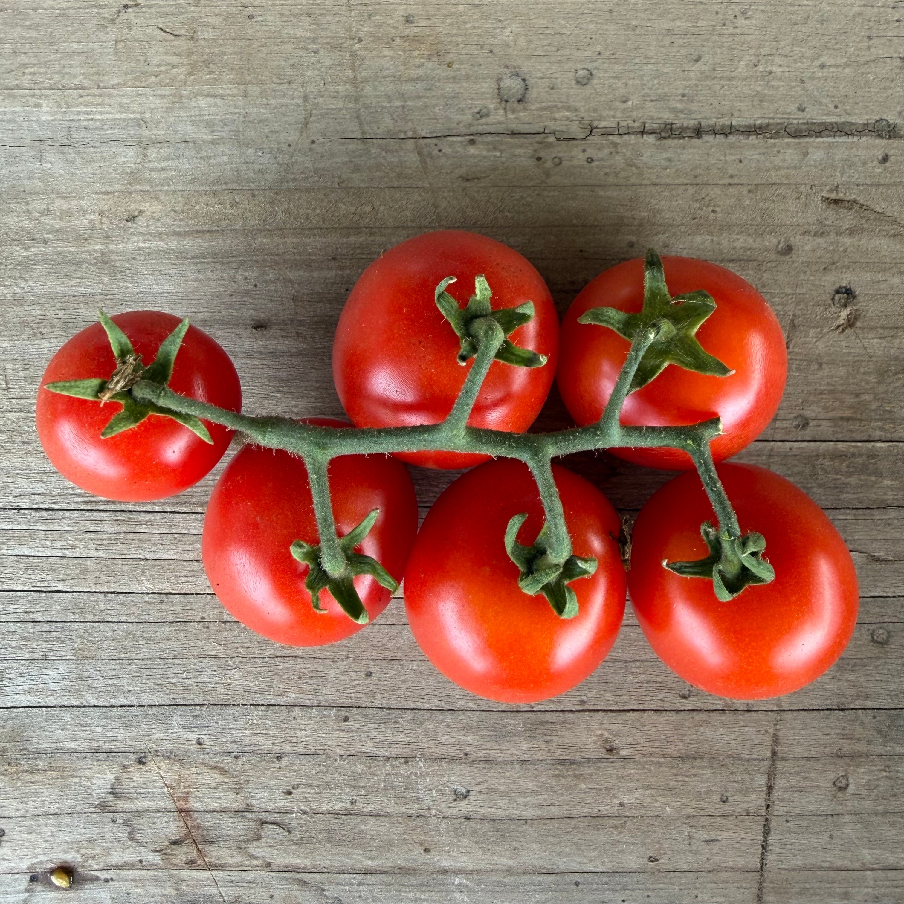 Semillas Tomate A grappoli d'inverno