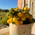 Semillas Tomate gourmandise
