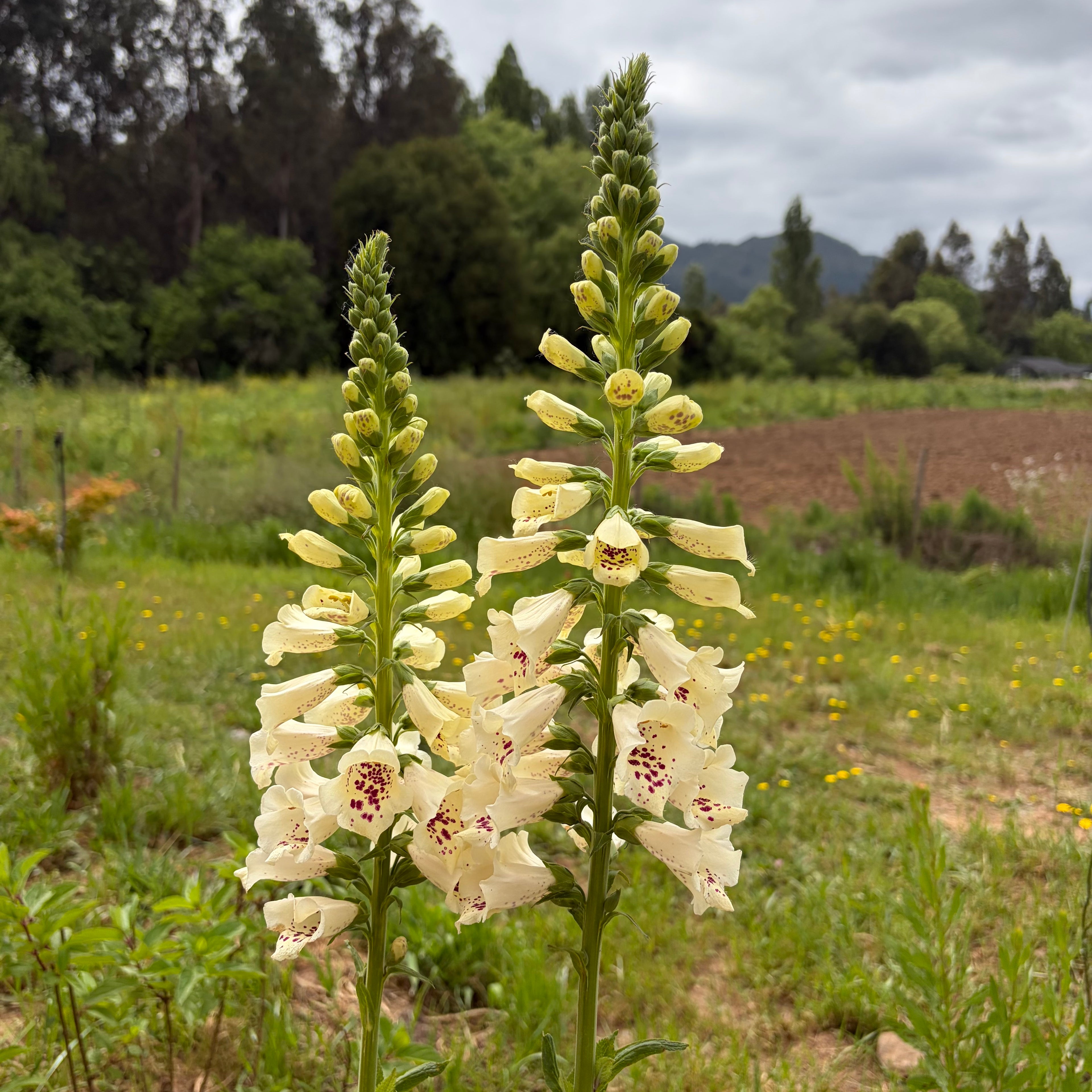 Semillas Digitalis Mix