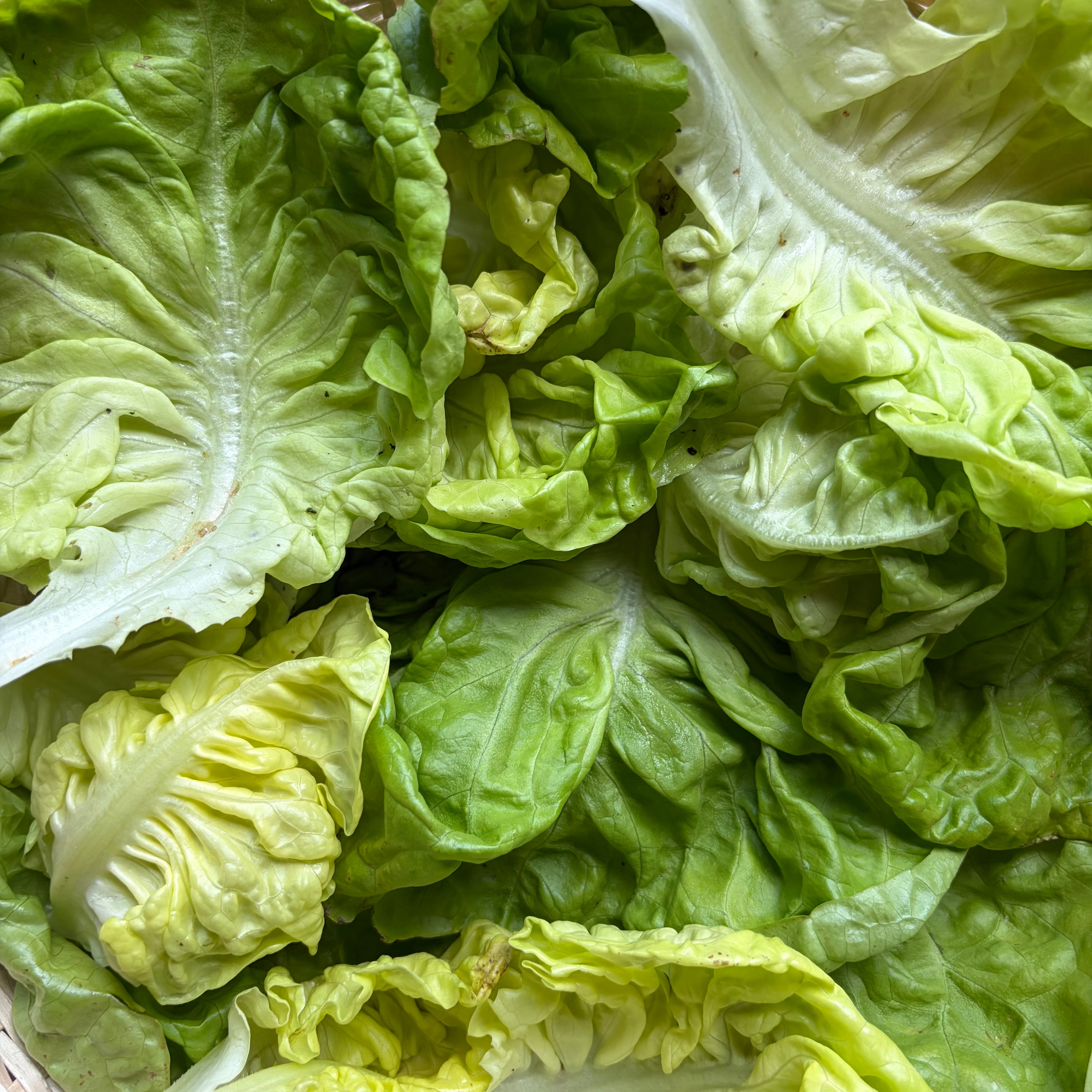 Semillas Lechuga Landis Winter