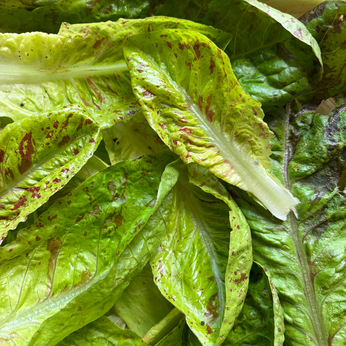 Semillas Lechuga Forellenschluss