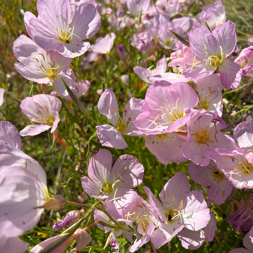 Semillas Primrose Evening