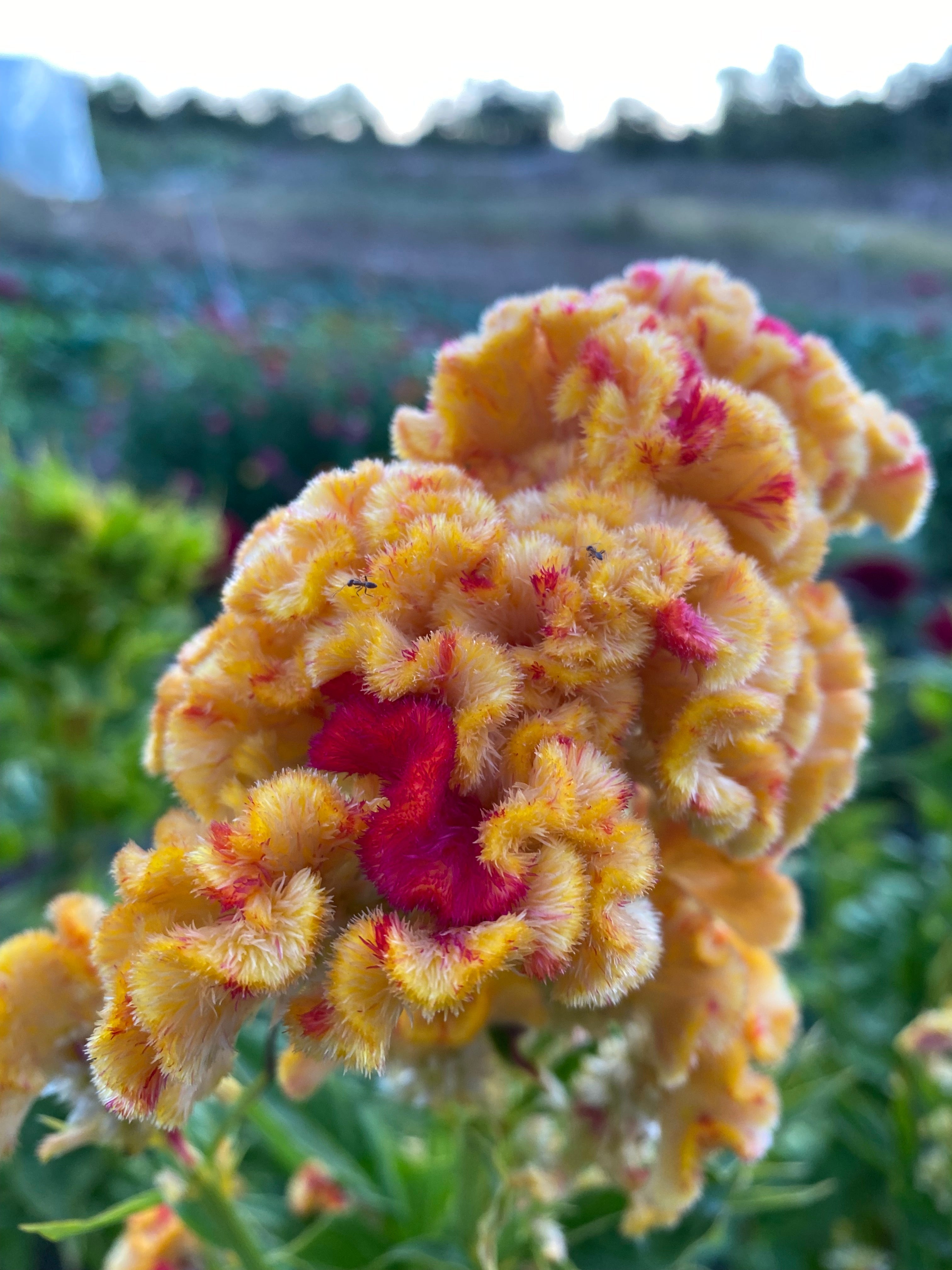 Semillas celosia variegada
