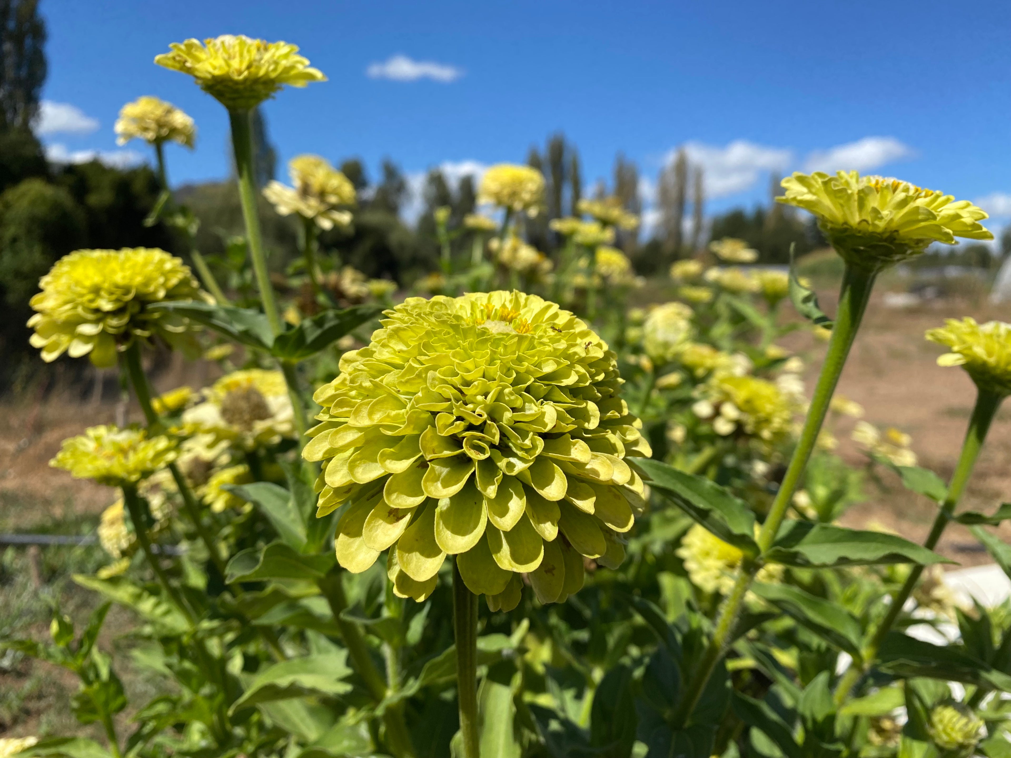 Semillas Zinnia Queen Lime