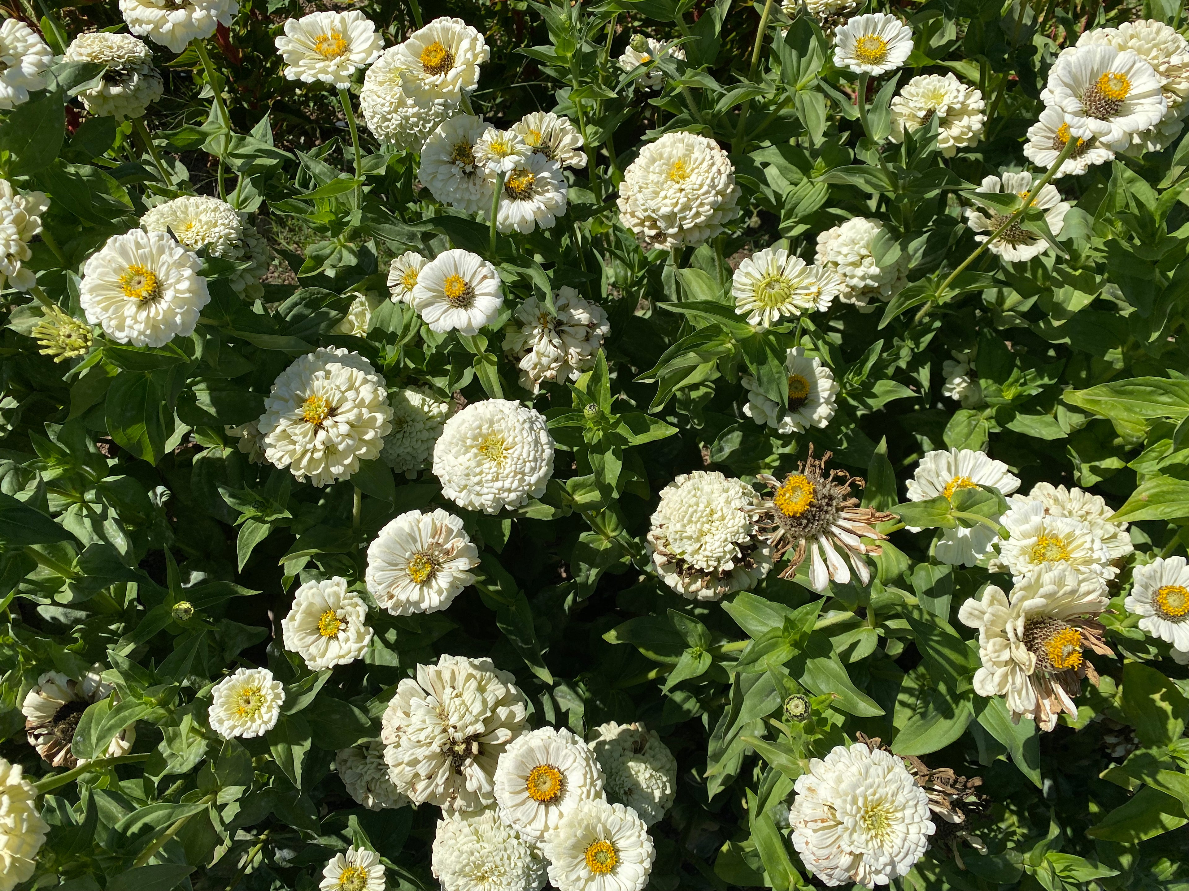 Semillas Zinnia Polar Bear