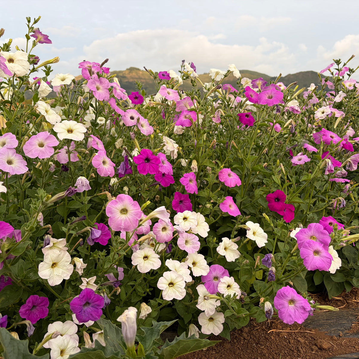 Semilla Petunia Simple