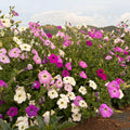 Semilla Petunia Simple