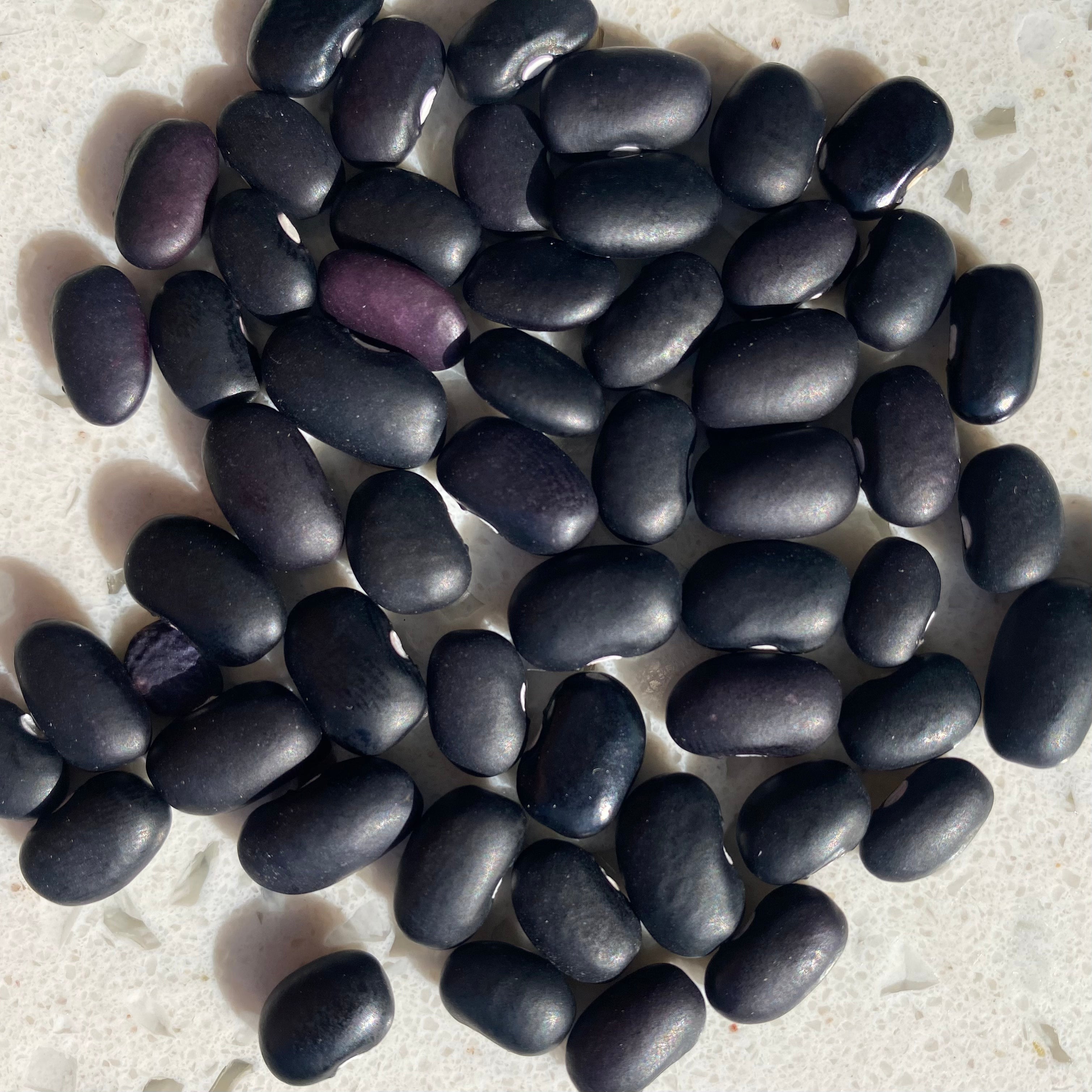 Semillas Poroto Negro