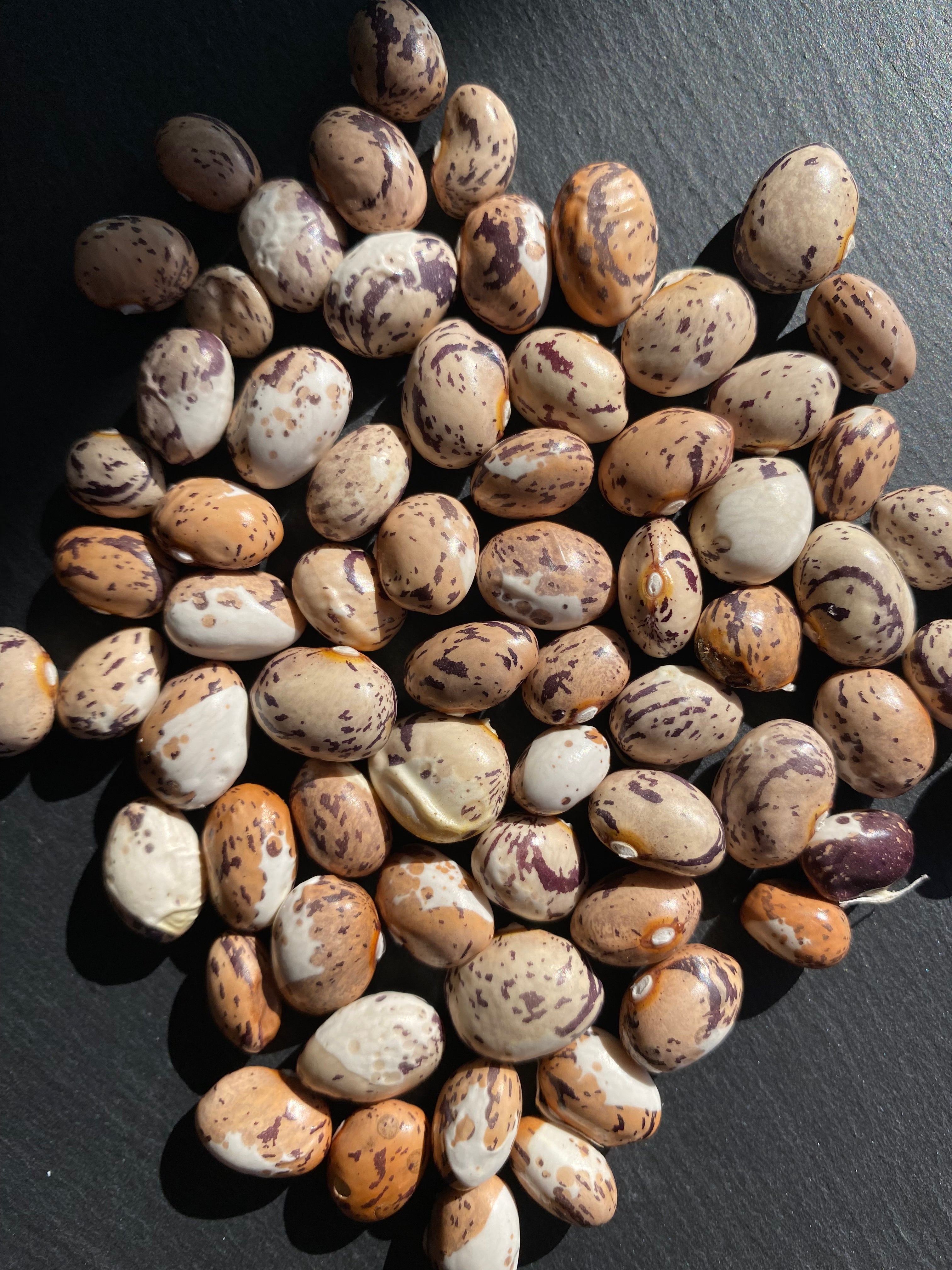 Semillas poroto Sapito Café
