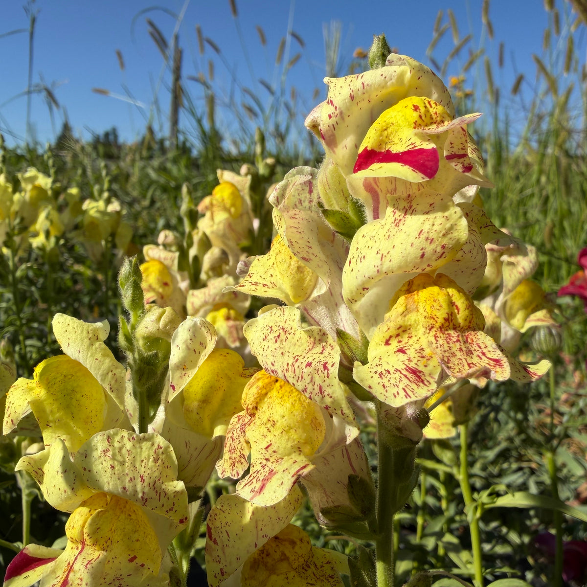 Semillas Snapdragon Bizarre mixed