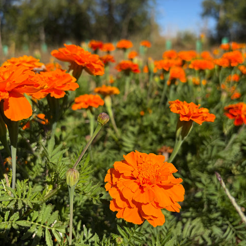 Marygold orange