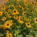 Semillas Rudbekia GoldSturm