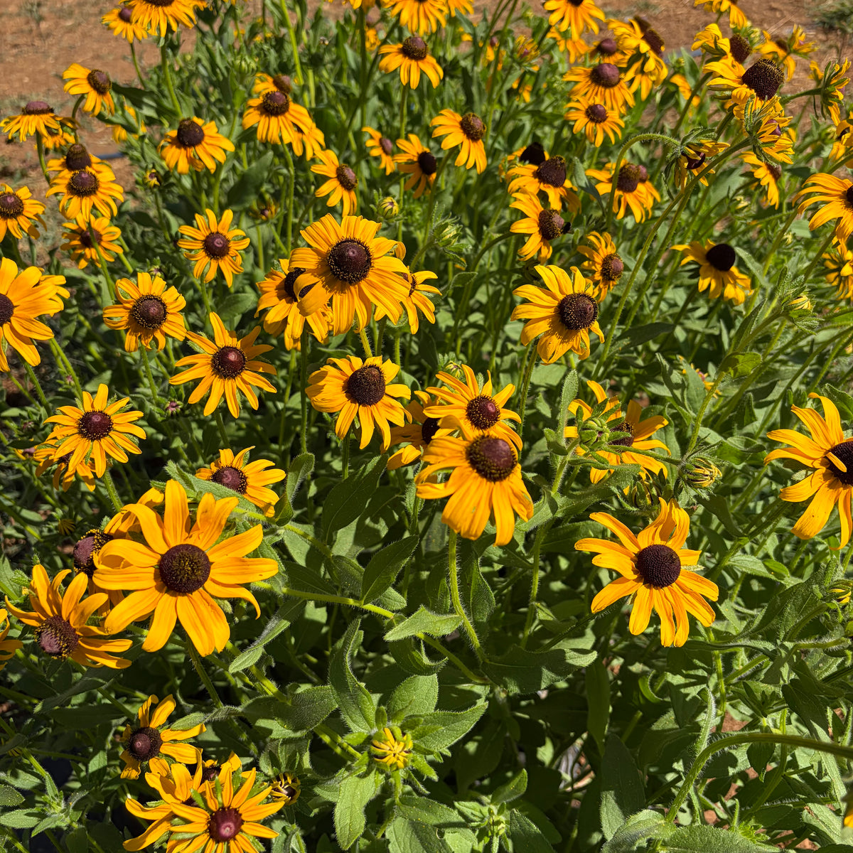 Semillas Rudbekia GoldSturm