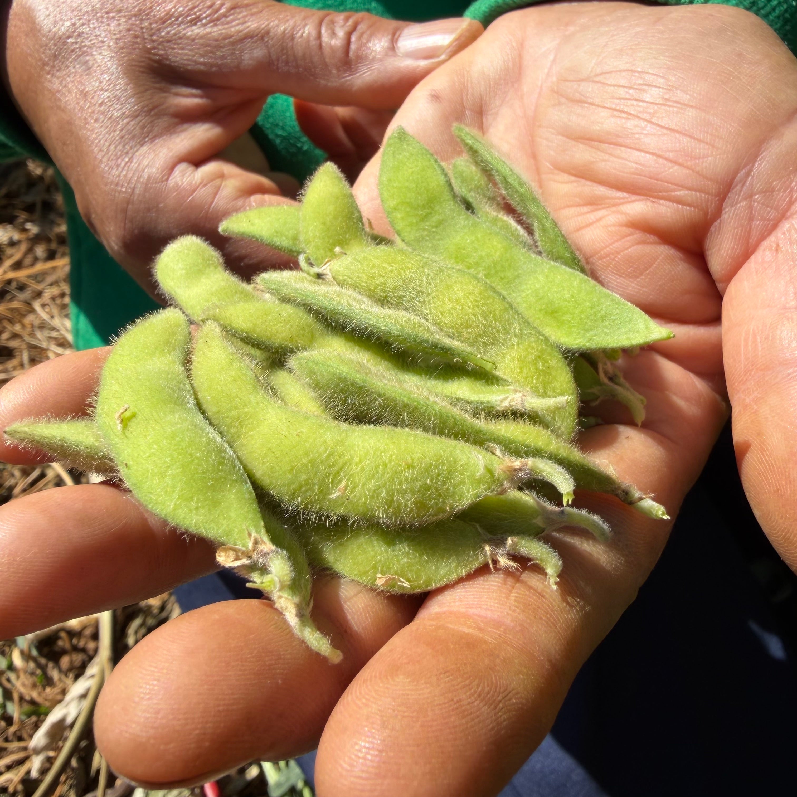 Semillas Poroto Edamame