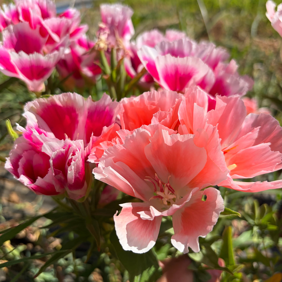 Semillas Clarkia Grace Mix
