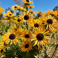 Semillas Rudbeckia Chim Chiminee