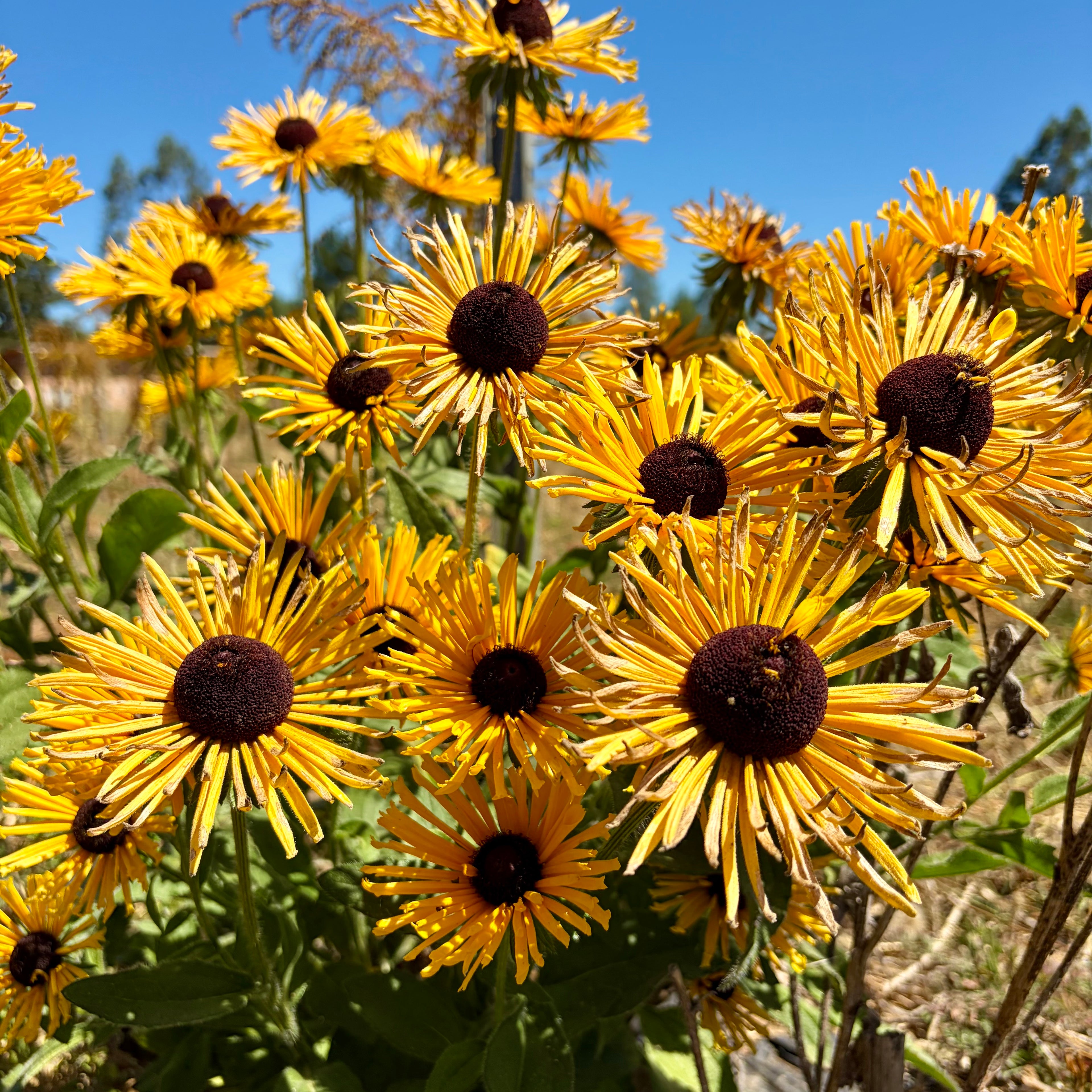 Semillas Rudbeckia Chim Chiminee
