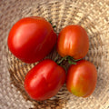 Semillas Tomate Marina's Praise