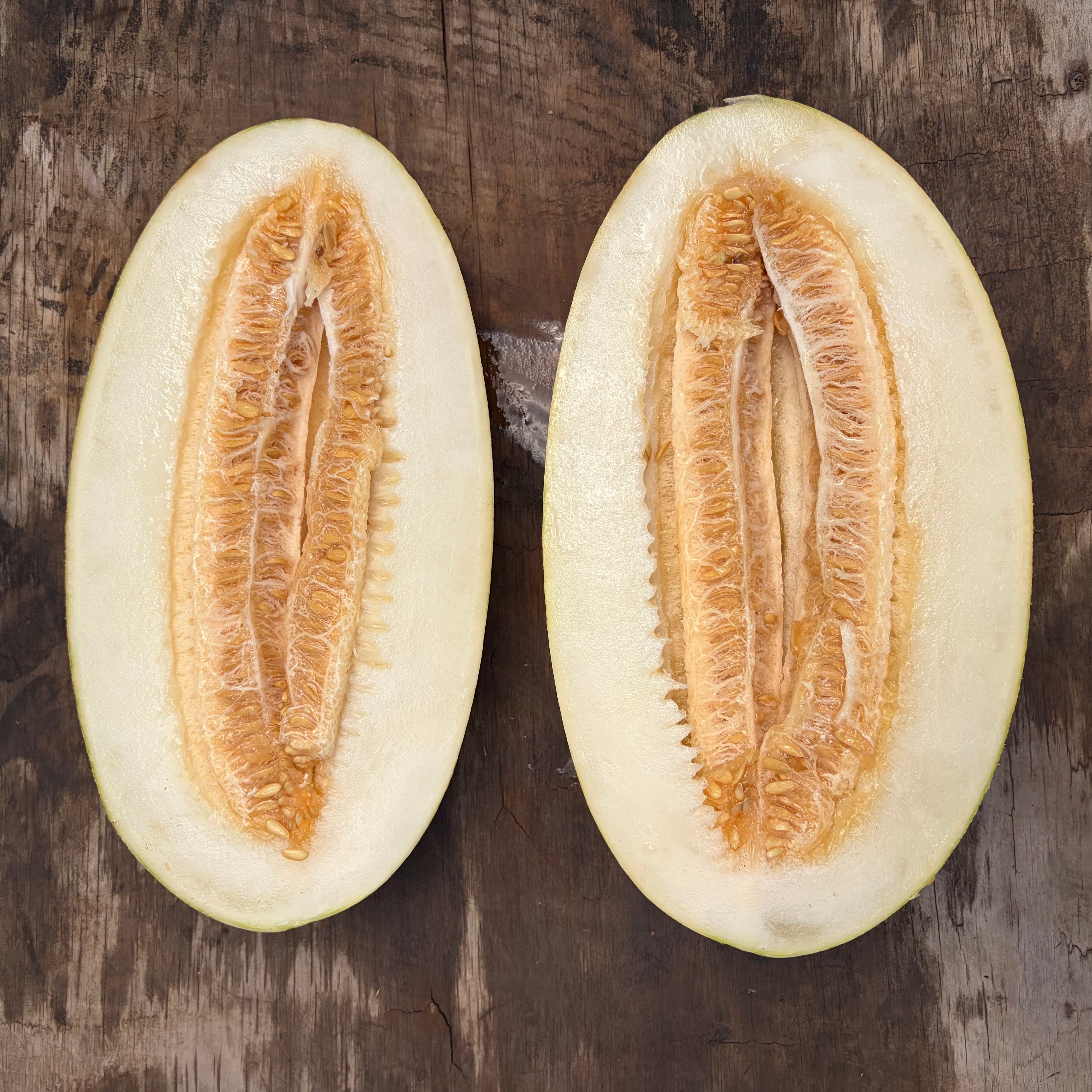 Semillas Melon Kazahk