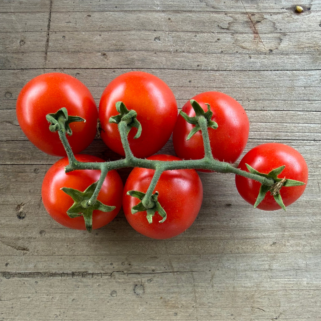 Semillas Tomate Midget Mix