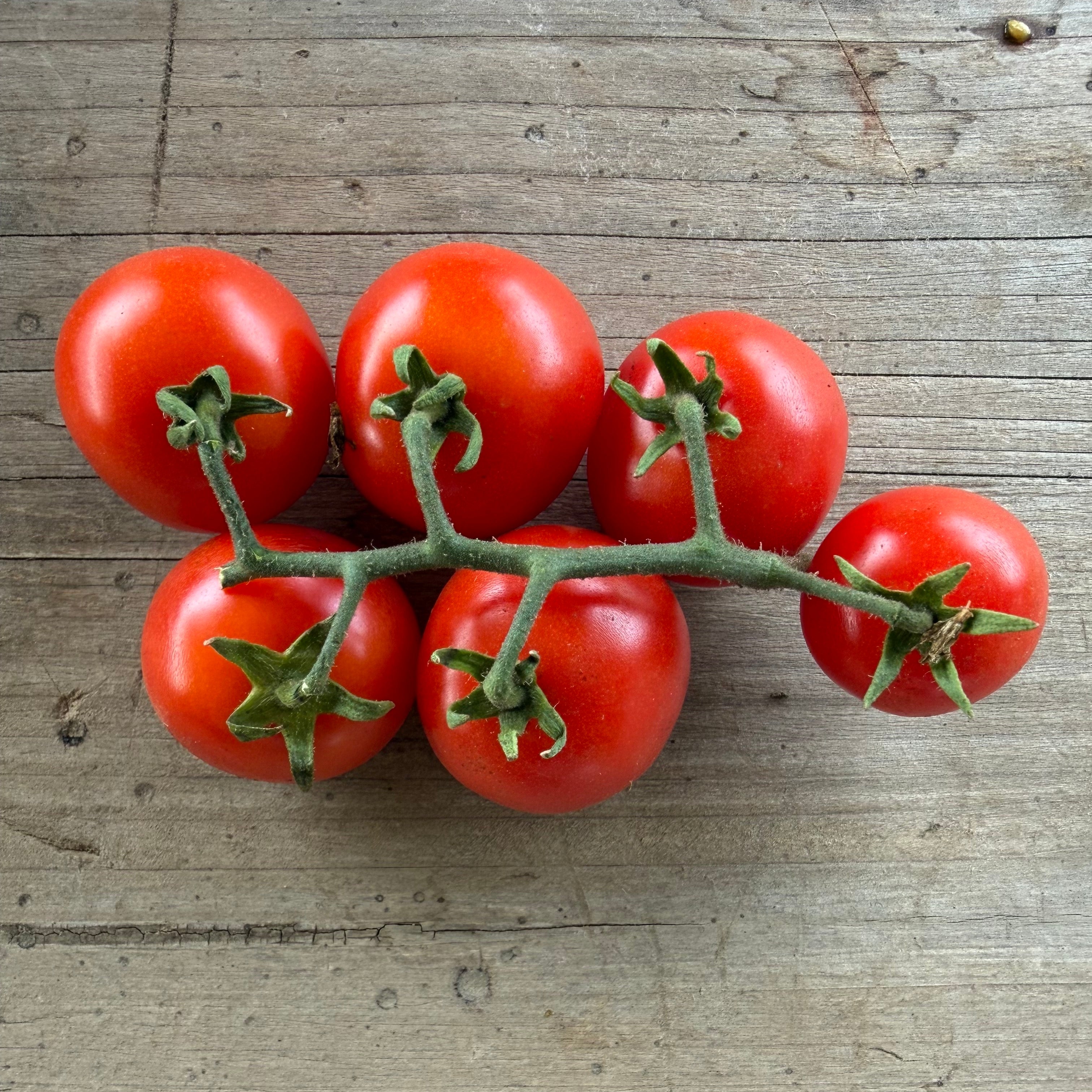 Semillas Tomate Midget Mix