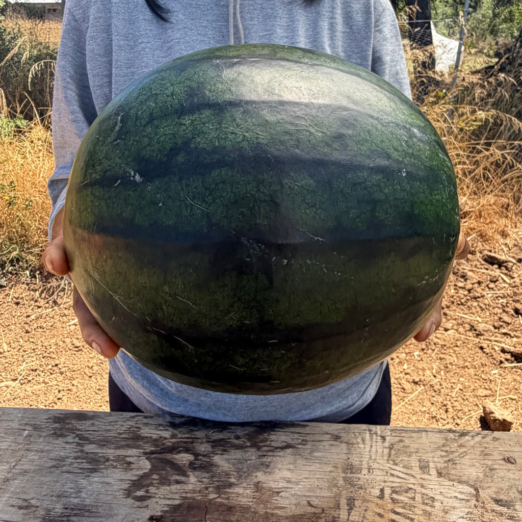 Semilla Sandia  Janosik