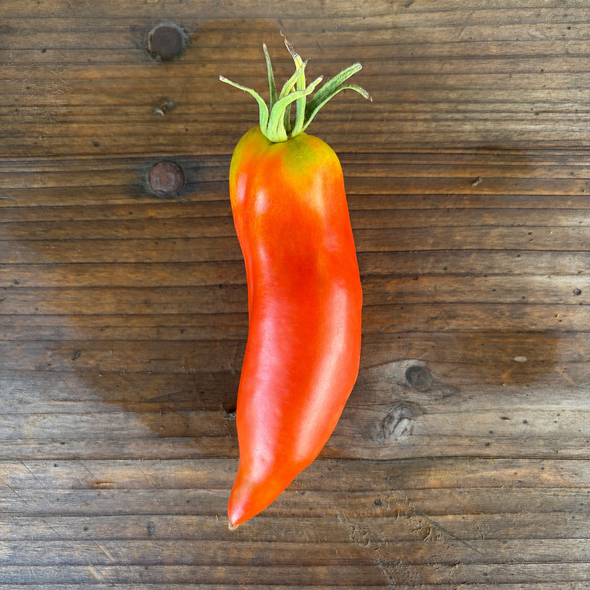 Semillas Tomate Jersey Devil