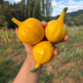 Semillas zapallo Italiano Lemon