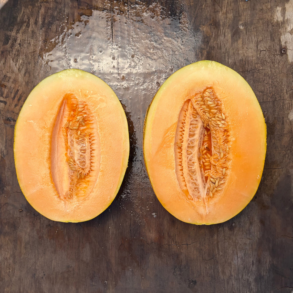 Semillas Melon Amish