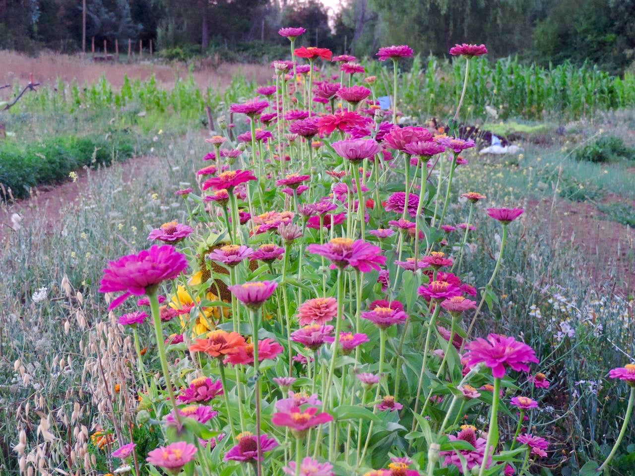 Semilla zinnia mix