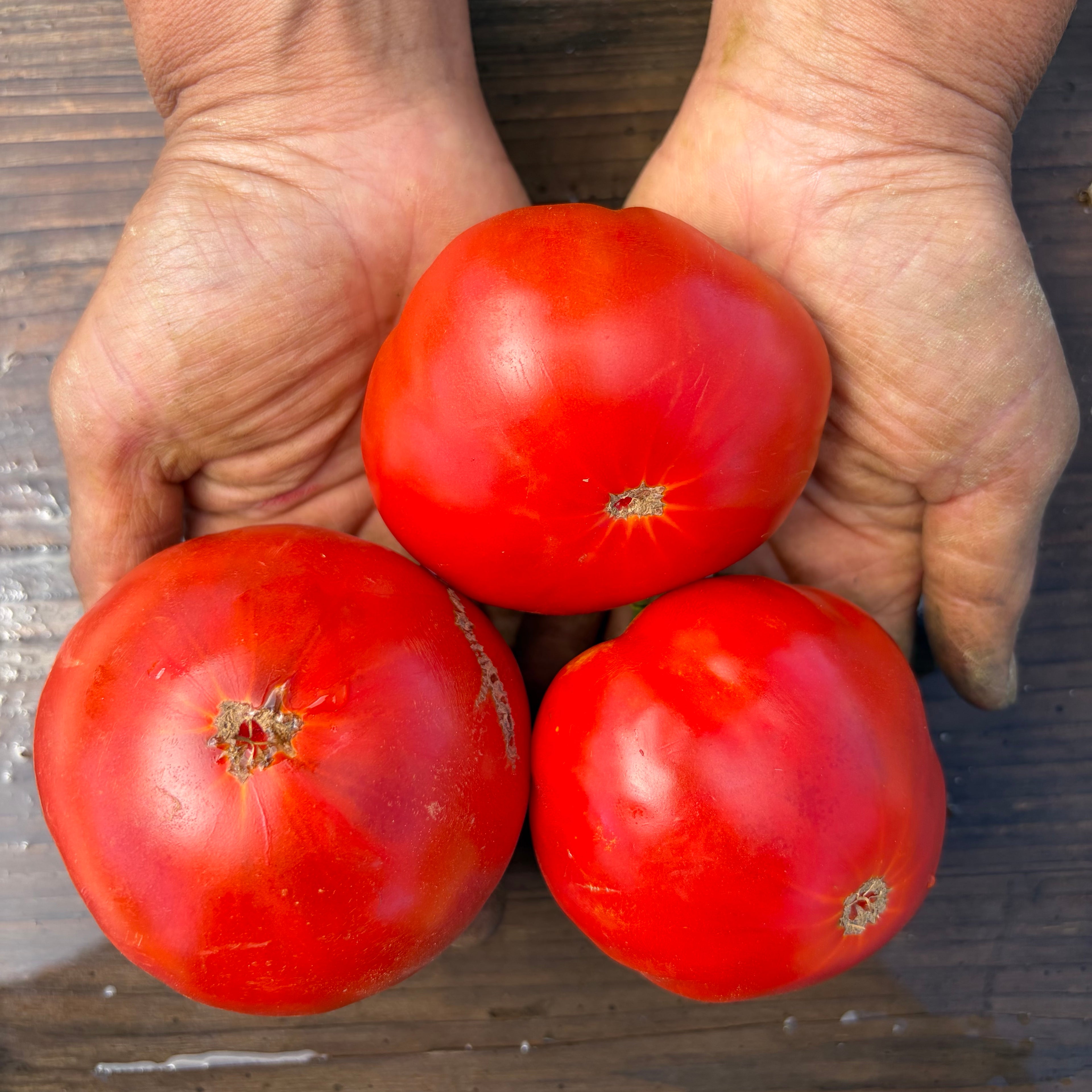 Semillas Tomate Pantano Romanesco