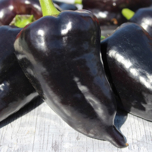 Semillas Pimenton Nokturn