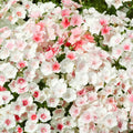 Semillas Phlox Pink and white mix