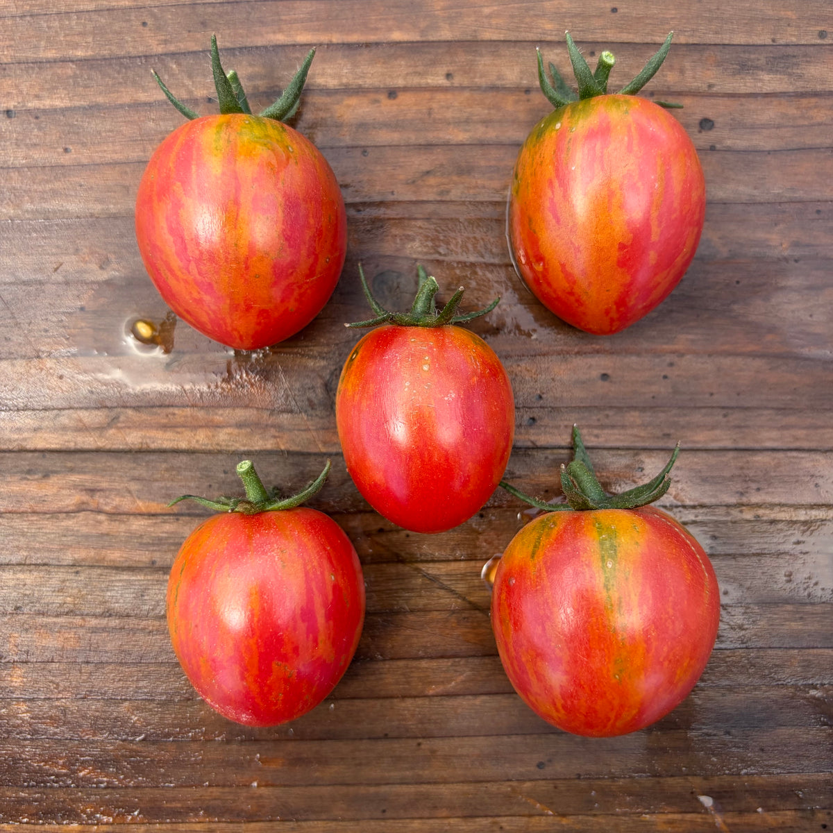 Tomate Pink Bumblebee