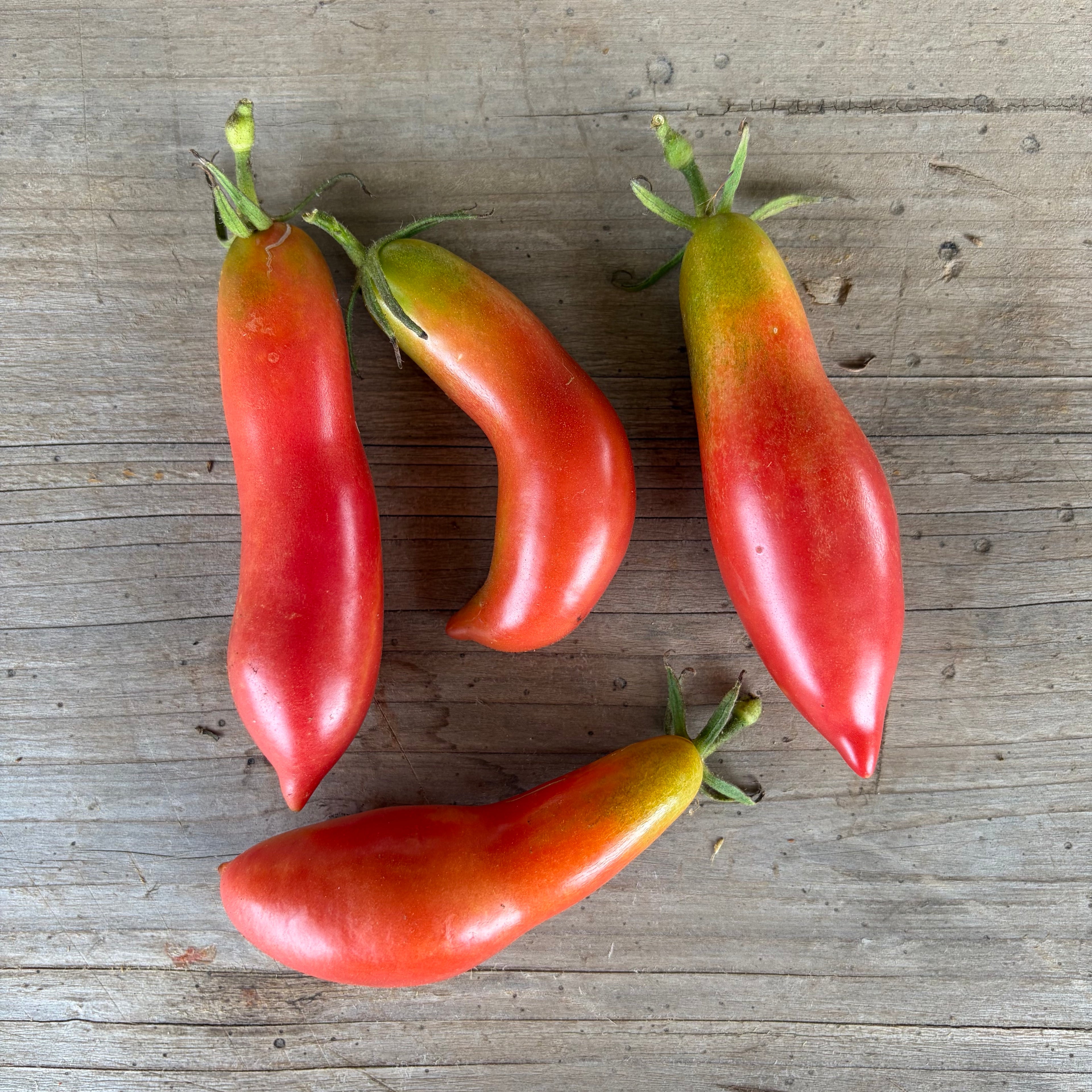 Semillas Tomate Pink Fang