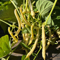 Semillas Poroto Golden Butterwax