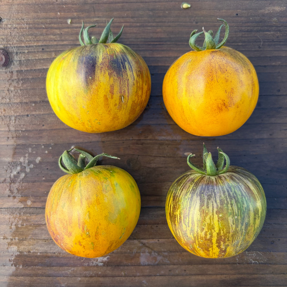 Semillas Tomate Primary colors