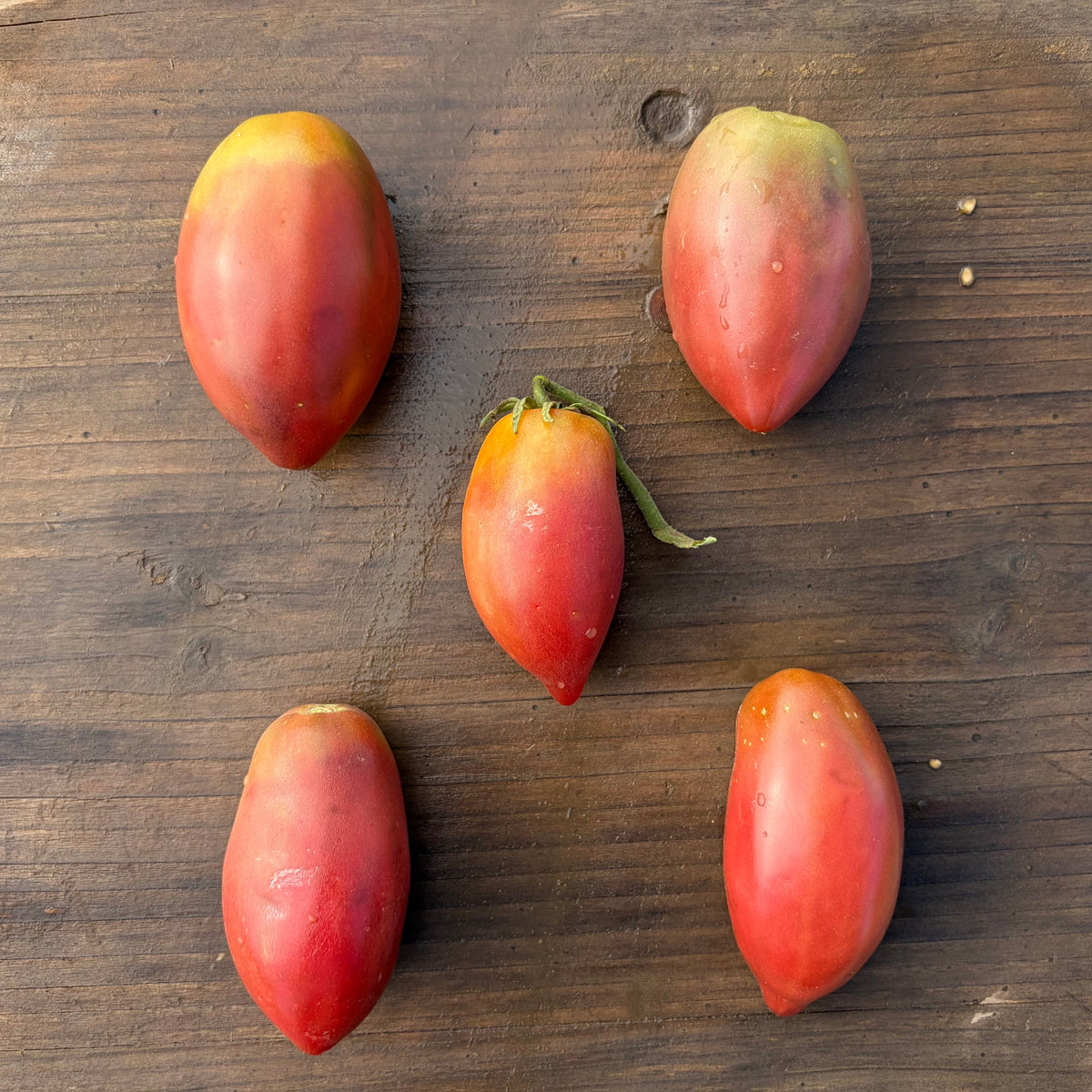 Semillas Tomate purple russian