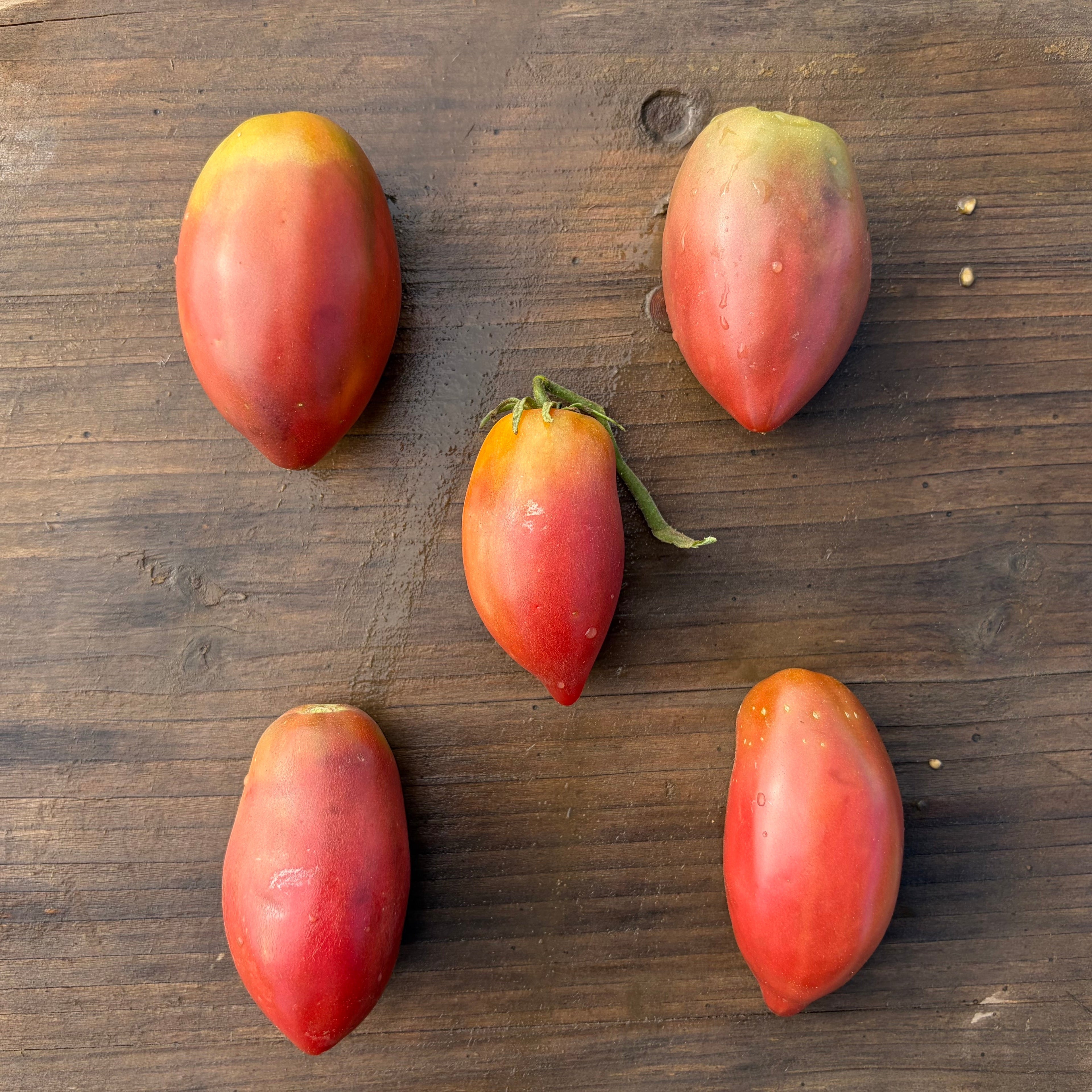 Semillas Tomate purple russian