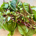Semillas Espinaca Red Malabar