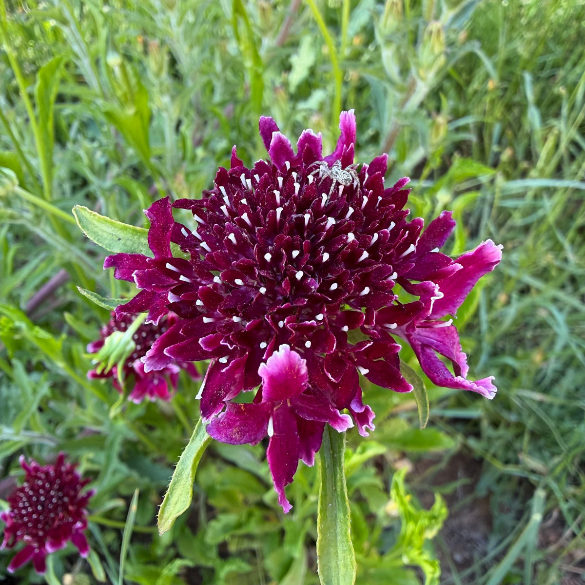 Semilla Escabiosa Burdeo