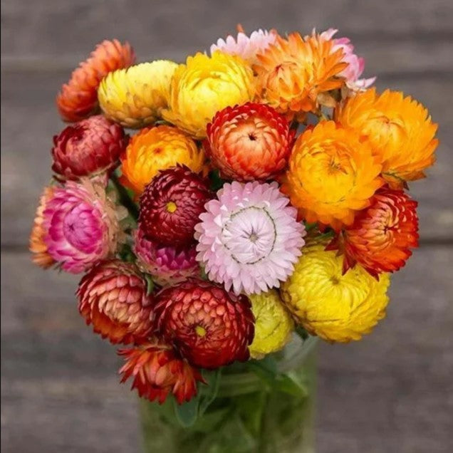 Semillas Strawflower tall double mix