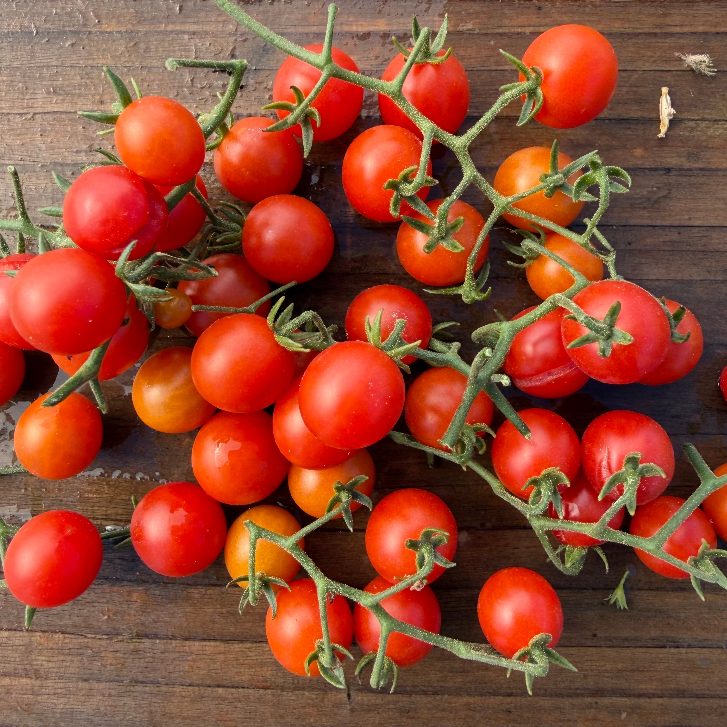 Tomate Tenca