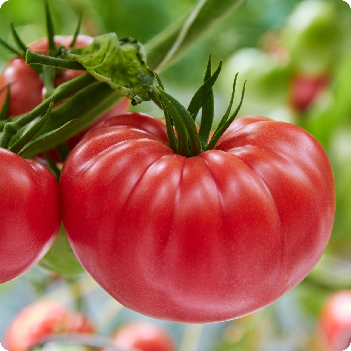 Semillas Tomate Brandy Wine
